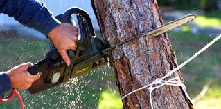 Best Tree Trimming and Pruning  in Salem, UT