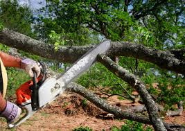 Best Tree Preservation Services  in Salem, UT