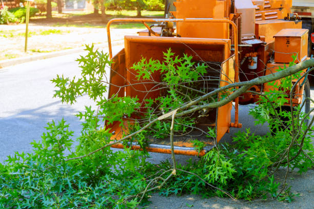 Best Emergency Tree Removal  in Salem, UT