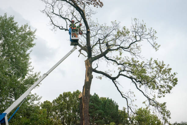 Best Tree Disease Treatment  in Salem, UT