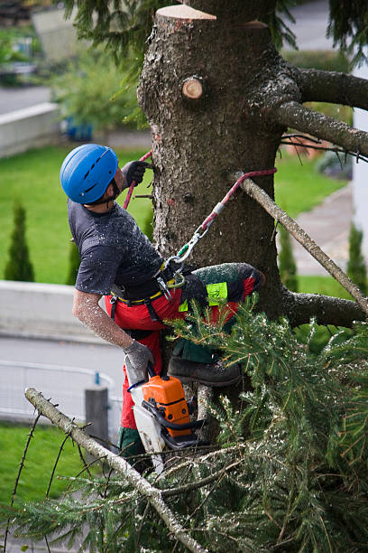 Best Tree Risk Assessment  in Salem, UT