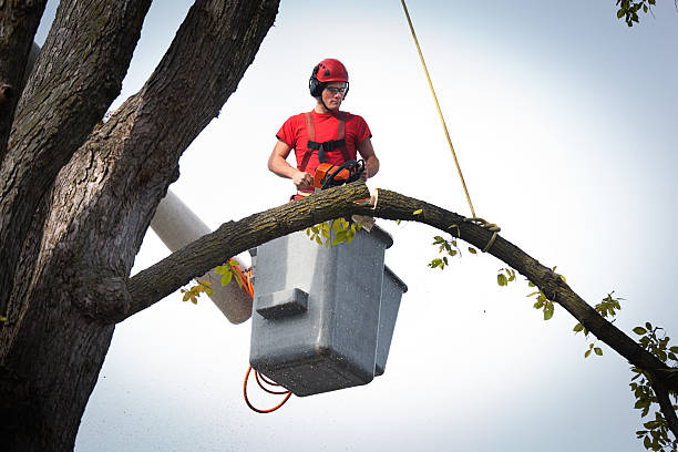 Best Tree Removal  in Salem, UT