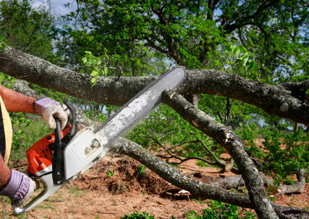 Tree Care Services